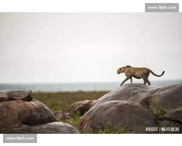 探秘坦桑尼亚：从野生动物到文化风情的独特魅力之旅